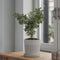 Plant in a Box - Eucalyptus 'Baby Blue' - Set van 2 - Eucalyptusstruiken - ⌀15cm - Hoogte 35-45 cm