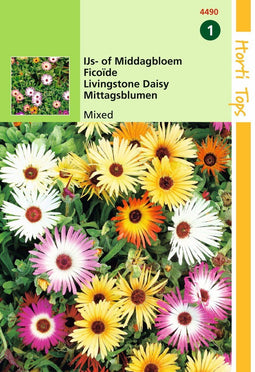 2 stuks - Hortitops - Mesembryanthemum Dorotheanthus criniflorum gem.