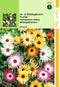 2 stuks - Hortitops - Mesembryanthemum Dorotheanthus criniflorum gem.