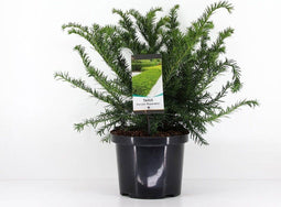 Warentuin Natuurlijk - Taxus baccata summergold 40-50 cm