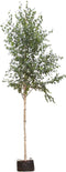 Ruwe berk | Betula pendula 18-20 cm | Bomenbezorgd.nl