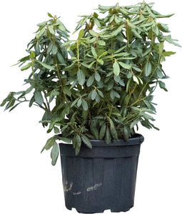 Rhododendron Roseum elegans | Rhododendron 'Roseum elegans' | Bomenbezorgd.nl