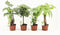 Jungle Mix - Set van 4 - Bakker Mondo - Combibox- Hoogte 40 cm