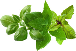 Click & Grow refill Basil Variety Mix