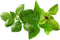 Click & Grow refill Basil Variety Mix