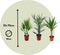 Plant in a Box - Mix van 3 Palmen - Kamerplanten - Phoenix - Yucca Washingtonia - Pot 14/15cm - Hoogte 50-70cm