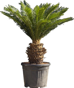 Vredespalm XXL Cyca revoluta h 100 cm st. h 35 cm