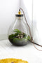 Growing Concepts DIY Duurzaam Ecosysteem Giants Ecolight XXXL - 34 Liter - Planten - Botanische Mix - H52xØ48cm