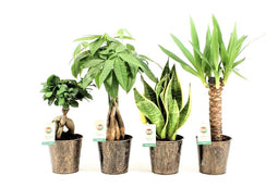 Amazone Mix in Iron-Leaf ↨ 35cm - 4 stuks - hoge kwaliteit planten
