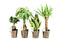 Amazone Mix in Iron-Leaf ↨ 35cm - 4 stuks - hoge kwaliteit planten