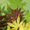 Plant in a Box - Acer palmatum 'Festival' - Japanse esdoorn Winterhard - Pot 19cm - Hoogte 60-70cm