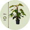 Plant in a Box - Philodendron 'Imperial Red' - Kamerplant - ⌀19 cm - Hoogte 50-55cm
