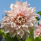 Plant in a Box - Dahlia 'Café au Lait' - set van 3 - zomerbloeiers - dahliaknollen - tuinbloemen - Roze