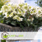 Plant in a Box - Helleborus niger Mont Blanc - set van 3 - Kerstrozen winterhard - tuinplanten - Pot 12cm - Hoogte 20-30cm
