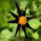 Plant in a Box - Dahlia 'Verrone's Obsidian' - set van 3 - zomerbloeiers - dahliaknollen - tuinbloemen - Paars