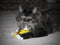 Yeowww! Banaan Kicker - Catnip Kattenkruid Speeltje voor Katten - Geel - 18 cm