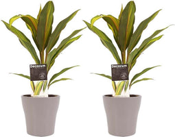 Decorum Duo 2x Cordyline Kiwi met Anna taupe – ↨ 40cm – ⌀ 12cm