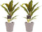 Decorum Duo 2x Cordyline Kiwi met Anna taupe – ↨ 40cm – ⌀ 12cm