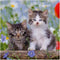 Ravensburger puzzel katten - 3x49 stukjes - kinderpuzzel