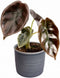 Plantenset 'Jungle Dream' (in Laos keramiek)