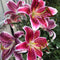Plant in a Box - Lilium orientalis 'Stargazer' - Set van 6 - Lelie - Bloemknollen - Nazomerbloeiers - Knol - Wit, Roze, Paars, Geel
