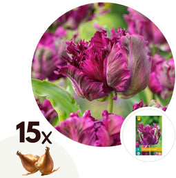 Plant in a Box - Tulipa Parrot Negrita - Bloembollen x15 - Tulp - Donkerpaars - Sierlijk gevormde bloemen