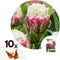 Plant in a Box - Tulipa Ice Cream - Bloem bollen x10 - Tulp - Paars Wit - Tulpen uit Holland