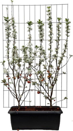 Hedge to Go - Malus Evereste Haag