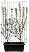 Hedge to Go - Malus Evereste Haag
