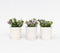 Plant in a Box - Hebe All Blooms 'Siara' - Blauw - Hebe - Set van 3 - Tuinplant - Winterhard - Pot 13cm - Hoogte 30-35cm