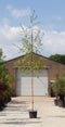 Ruwe berk | Betula pendula 10-14 cm | Bomenbezorgd.nl