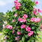 Plant in a Box - Mandeville 'Rio Hot Pink' - Dipladenia - Bloeiende tuinplant - Klimplant - Terras- en balkon plant - Pot 17cm - Hoogte 60-70cm