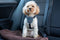 Clix Anti Blafband - kleine hond