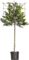 Leihulst 150 cm | Ilex 'Nellie R. Stevens' 6-10 cm 150 cm| Bomenbezorgd.nl