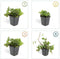 Plants by Frank | 60 Goudaardbei planten | Waldsteinia ternata | Winterharde bodembedekker planten | tuinplanten | Winterharde vaste planten meerjarig | Winterharde tuinplanten