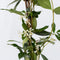 Plant in a Box - Trachelospermum jasminoides - Jasmijn XL - Winterharde klimplant - Pot 17cm - Hoogte 110-120cm