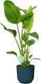 Strelitzia Nicolai in ELHO Vibes (blauw) – ↨ 90 cm – ⌀ 22 cm