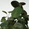 Plant in a Box - Polyscias Fabian - Karakteristieke groene kamerplant - Donkergroene leerachtige bladeren - Pot 21cm - Hoogte 80-85cm