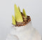 Plant in a Box - Amaryllis - Hippeastrum 'Velvet White' - Bloembol - Witte bloemen