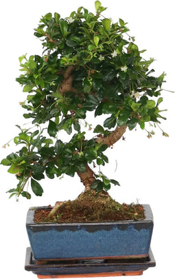 Plant in a Box - Carmona microphylla - Hoogte 20-25cm - Fukien Bonsai S-Shape boom - Pot 15cm