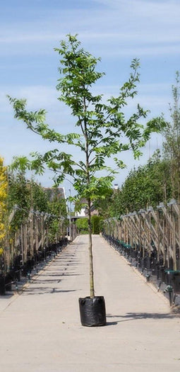 Vleugelnoot | Pterocarya fraxinifolia 10-14 cm | Bomenbezorgd.nl