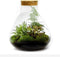 Erlenmeyer M Bonsai