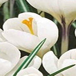 3 stuks - JUB - Crocus Jeanne d'Arc 12 bollen