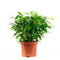 Kamerplant van OnlyPlants - 2x Green kinky - ↕ 28 cm - Ficus benjamina