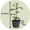 Plant in a Box - Mix van 6 Passiflora - Passievrucht - Klimplant - Pot 9cm - Hoogte 25-40cm