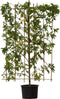 Amberboom haagelement | Liquidambar styraciflua 20-40 cm| Bomenbezorgd.nl