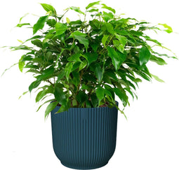 Ficus ‘Green Kinky’ in ELHO Vibes Fold sierpot (diepblauw) - Kwekerij J. de Groot - Groene plant- Hoogte 30 cm