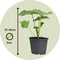 Plant in a Box - Alcea rosea - Mix van 6 - 'Spring celebrities' Rood, geel, paars - Pot 9cm - Hoogte 25-40cm