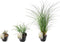 Plant in a Box - Miscanthus Gracilimus - Winterhard Siergras - Pot 23cm - Hoogte 40-60cm