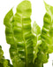 Asplenium Crispy Wave ↨ 30cm - hoge kwaliteit planten